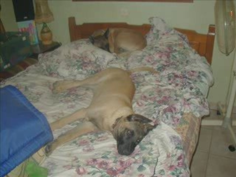 1ère partie 2009 3 chiens