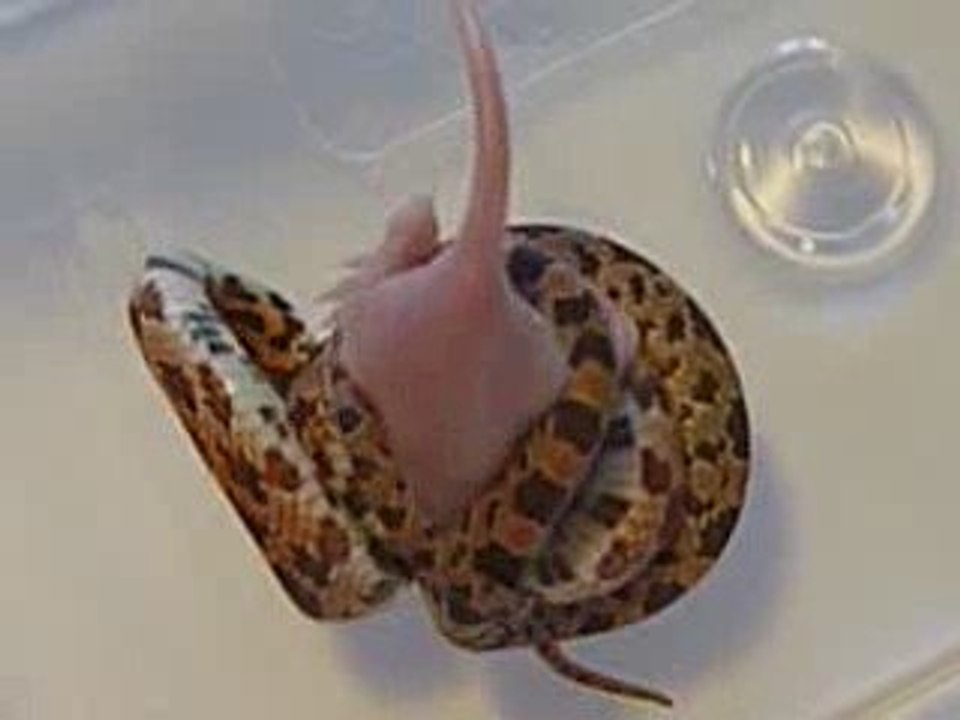 repas d'Elaphe juvenile 1