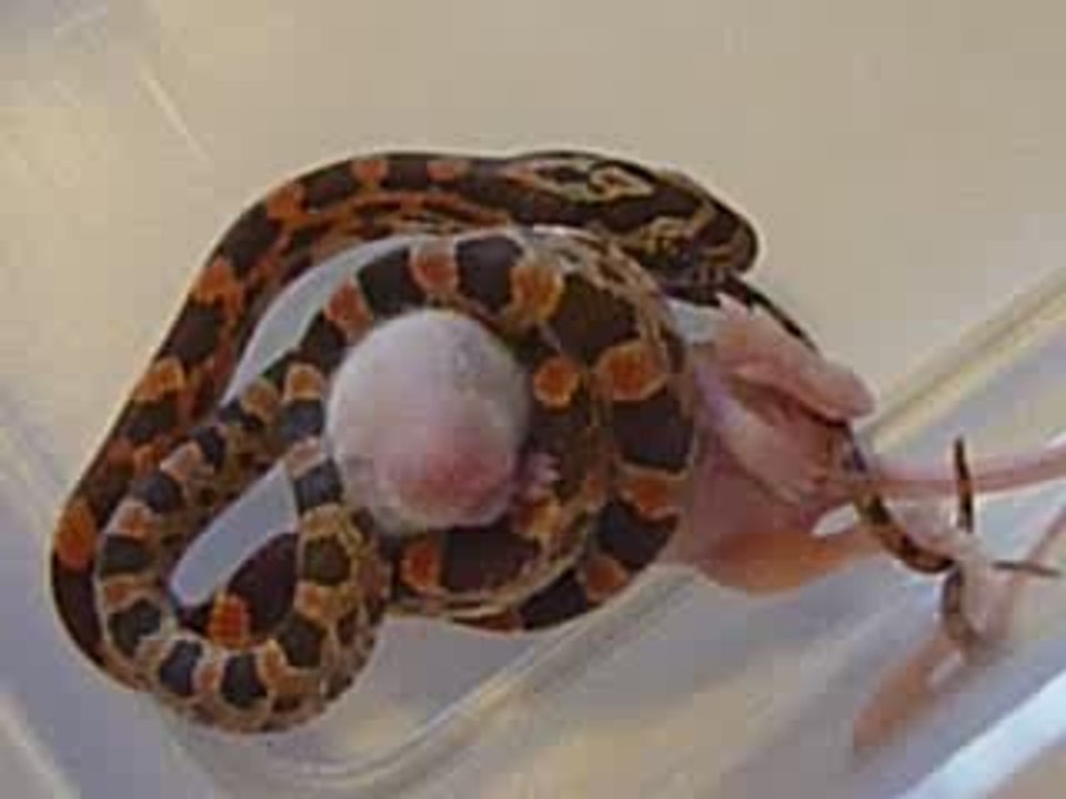 repas d'elaphe juvénile 2