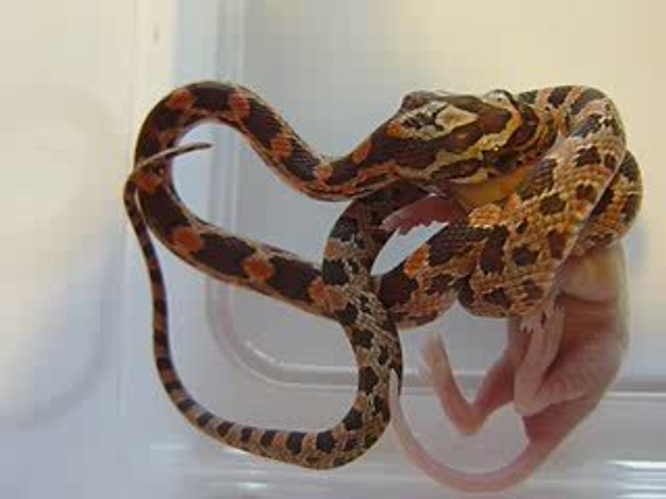 repas d'elaphe juvenile 3