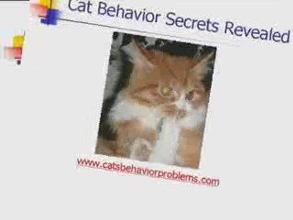 Solve Cat Problems