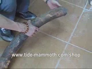 mammoth ivory tusk CUTTING SOLID PIECE FOR CARVING