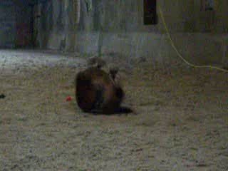 Ma ponette qui se roule ...