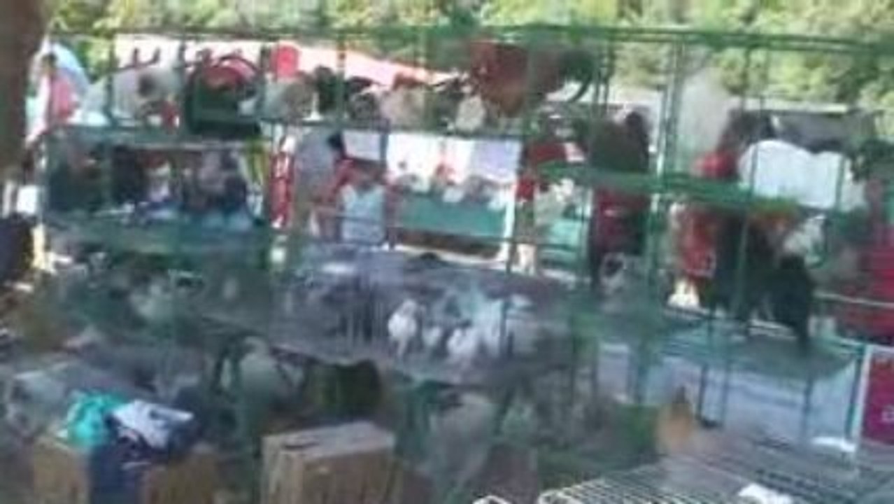 Farm festival in Spain Instituto Hemingway