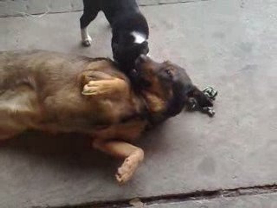 Puppy plays with older dog
