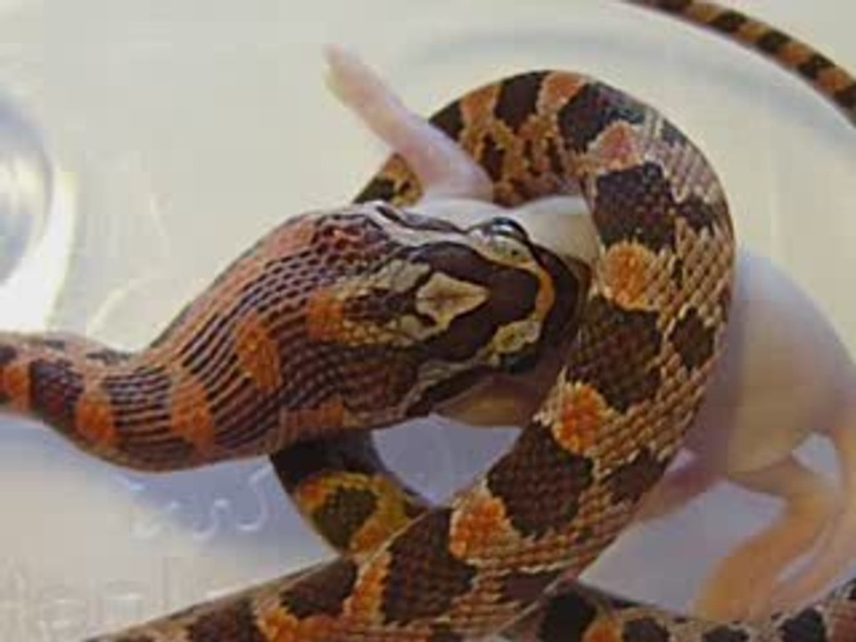 repas d'elaphe juvénile 5