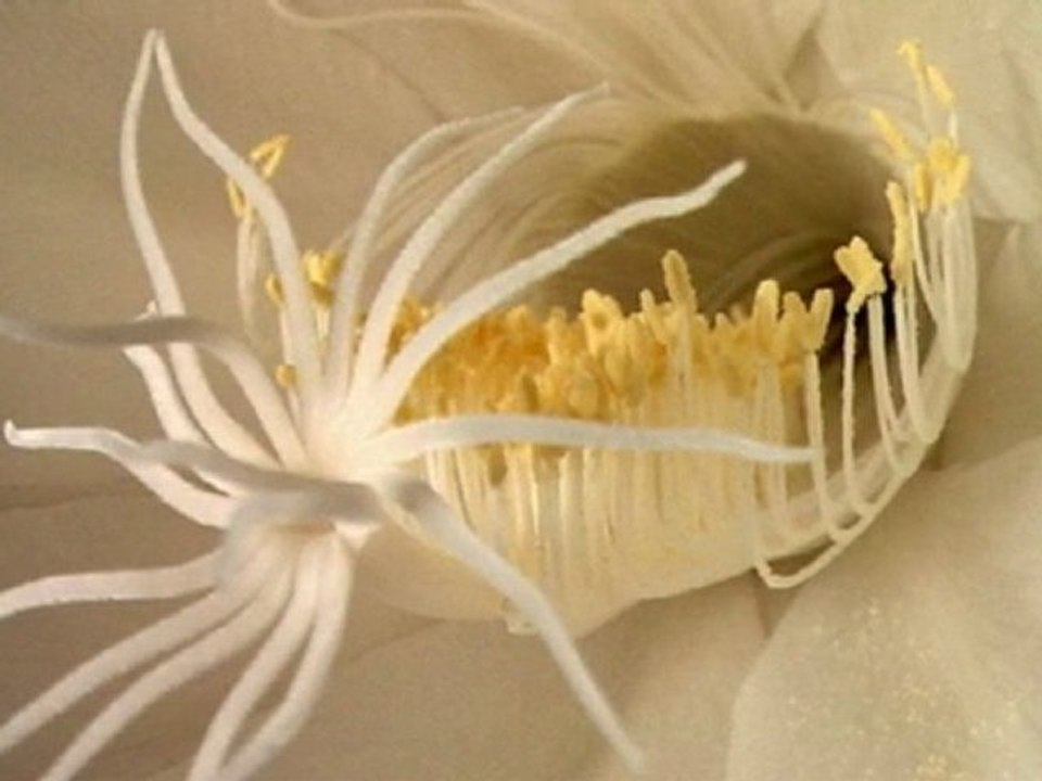 Epiphyllum oxypetalum2