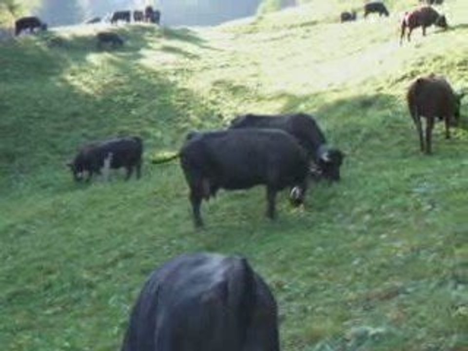 vaches