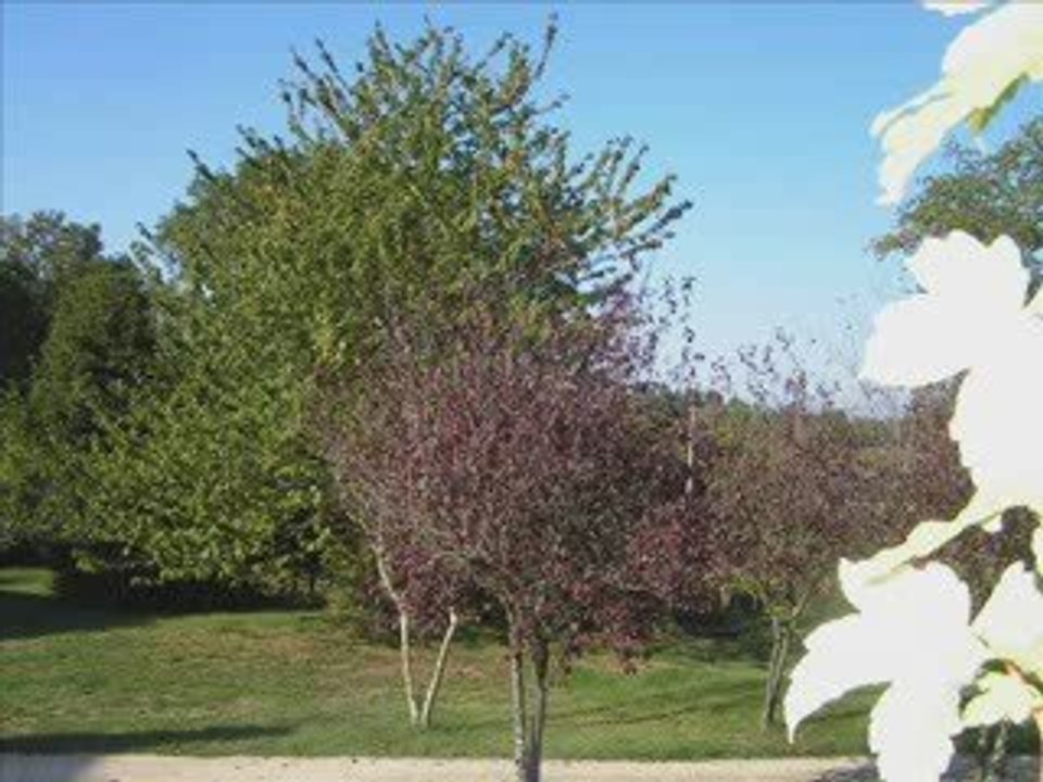 forêt