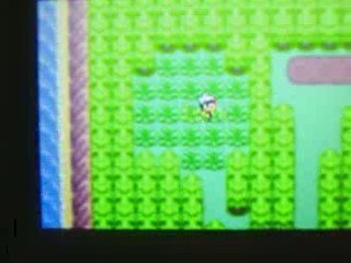 Capture d'un oiseau vert shiny 2/2