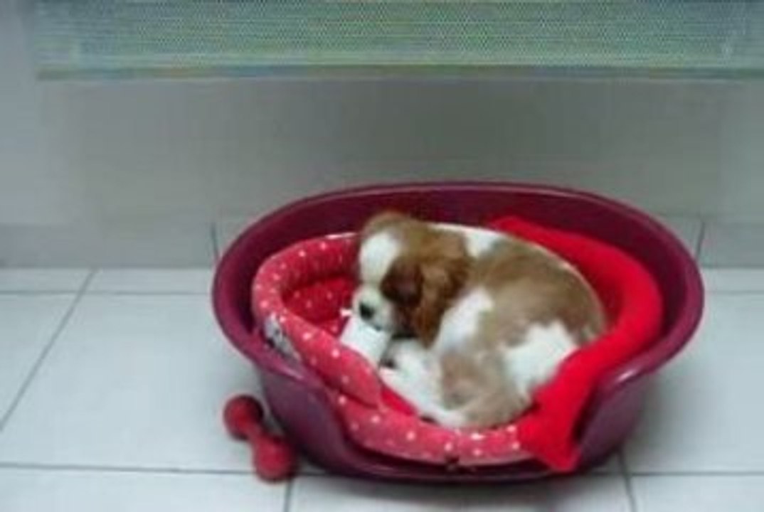 je continue mes betises