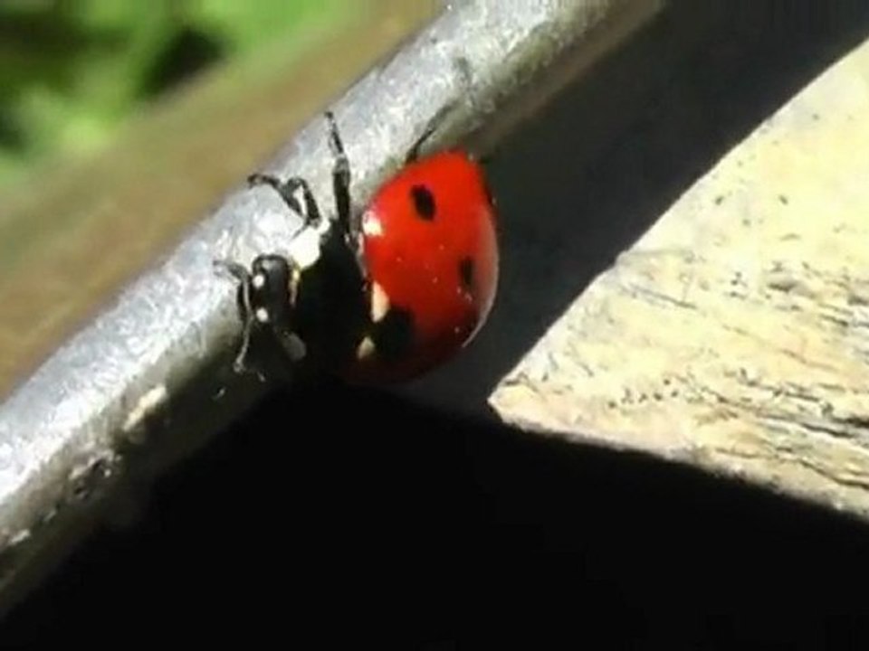 Coccinelle