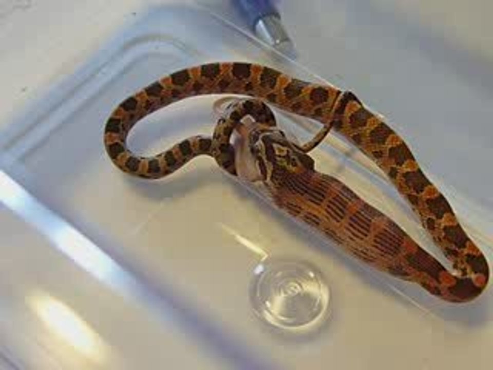 repas d'elaphe juvénile 7