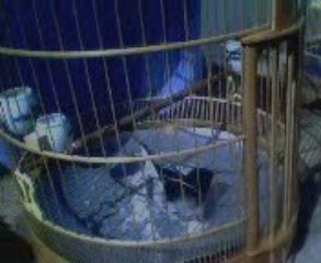 chich choe than tam nang