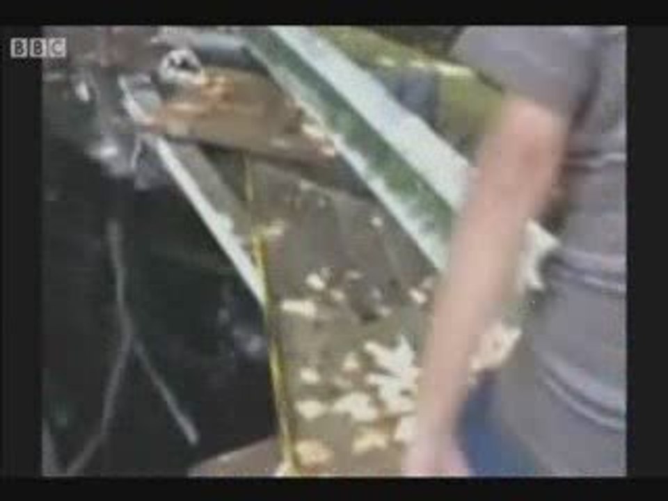 Amateur video of tsunami aftermath