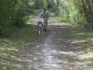 trotinette a chiens