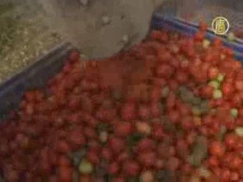 Незаконные мигранты в Италии попали в ловушку нищеты