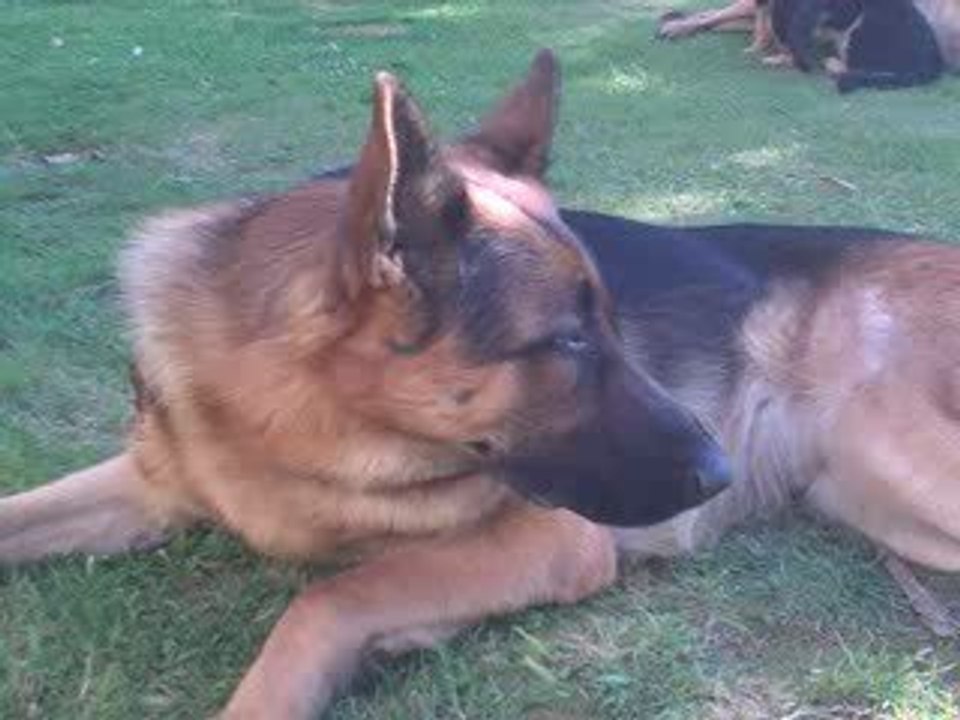 elvis 3