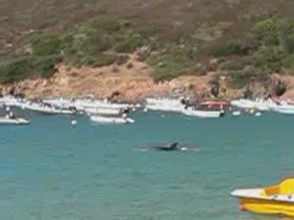 Dauphin dans le Golfe de Lava