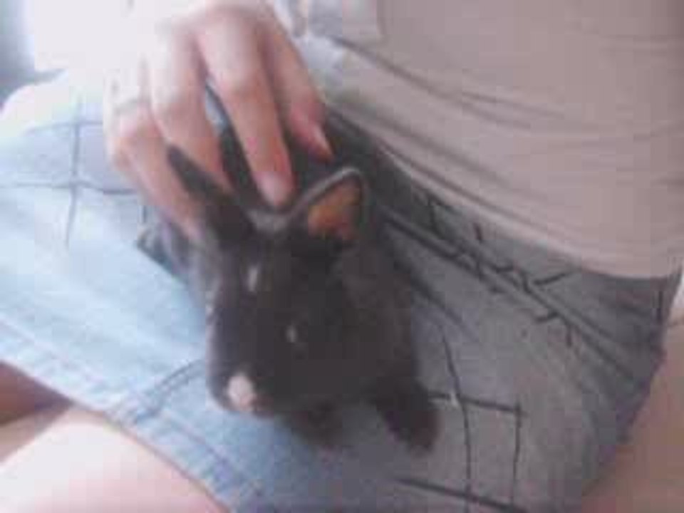 Tux le petit lapin du 7/9
