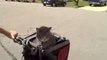 Mojo the Cat Rides in a Bike Basket