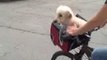 Peach the Dog Rides in a Bike Basket