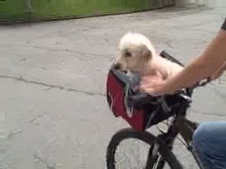 Peach the Dog Rides in a Bike Basket