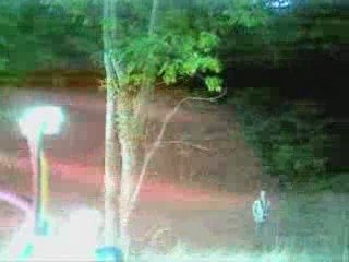 Diablo 3D entre les arbres