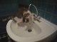 Chat mouillé - Les chats ça aime l'eau ?!
