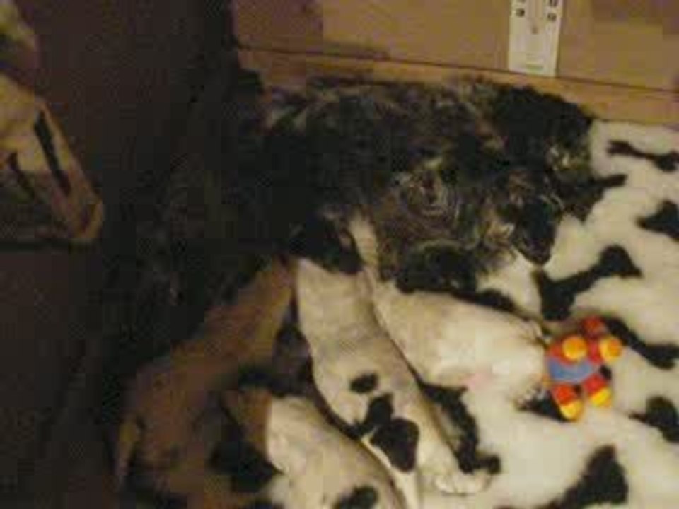 bb d'arwen deux semaines et demi tétée