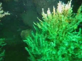 Plongée en Normandie