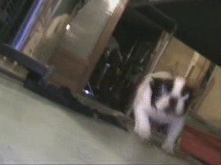 EPSILON SIGMA CLUB - "Why so serious ?"