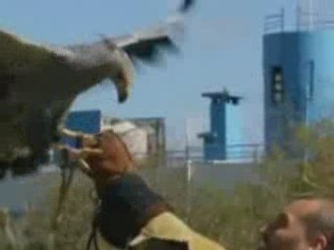 Endangered eagles prepare to be released into the wild