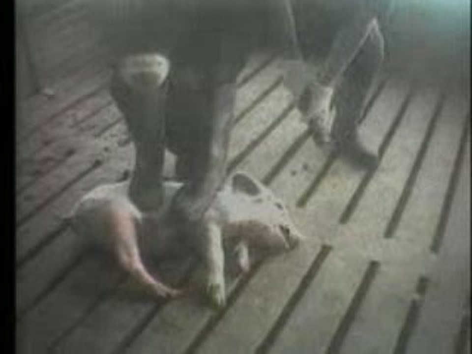 Please take pigs off your plate