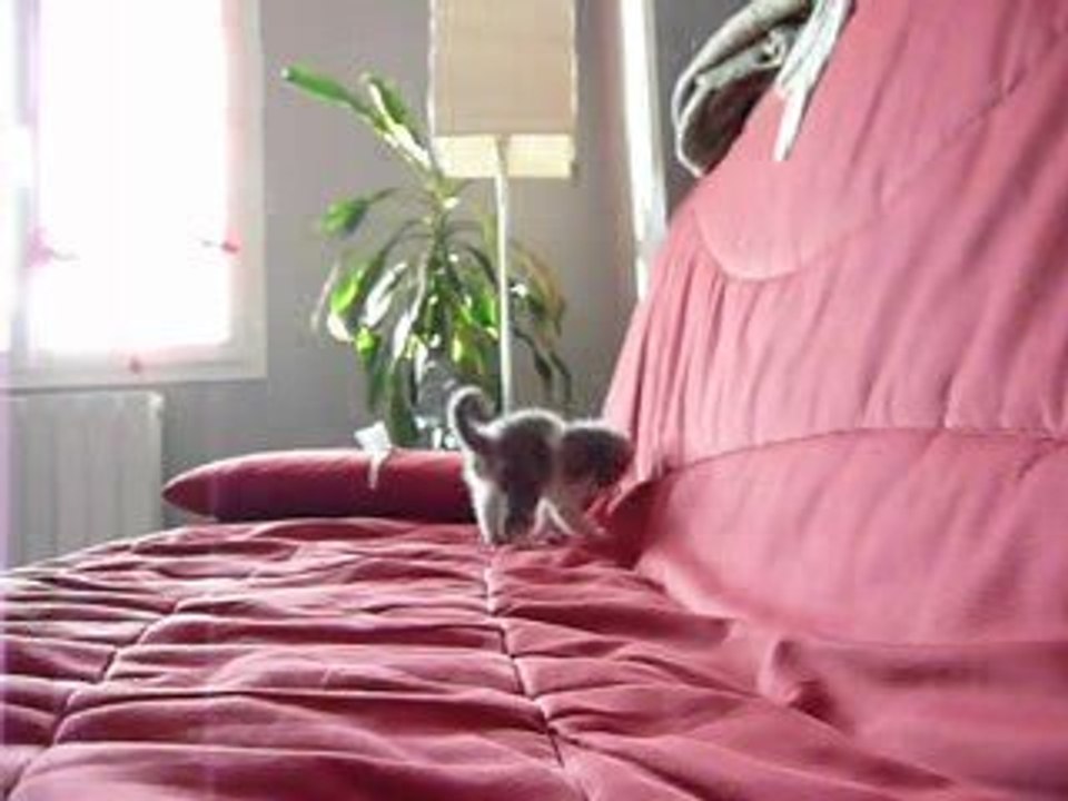 chaton