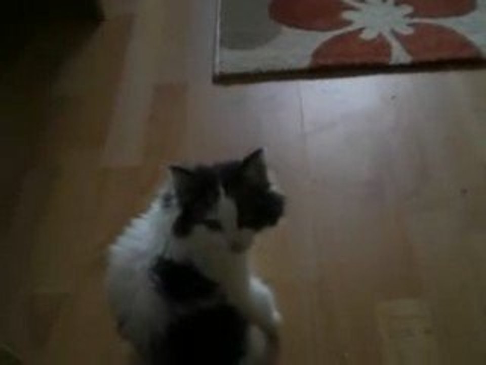 Chaton & Tapis Trampoline ;o)