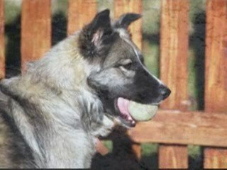 Hachiko's Song (Waiting For Someone)