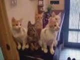 Chorale des Chats