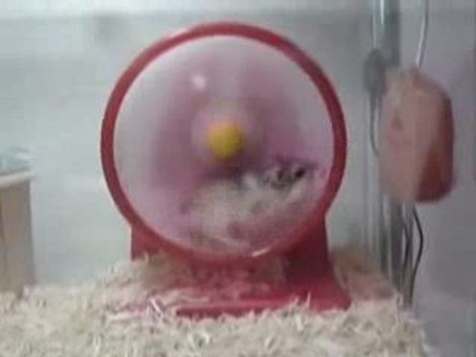 Hampster petit Tour