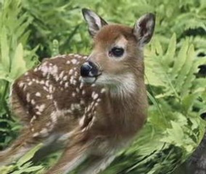 CEYLAN BAKIŞLIM-ŞİİR-AHMET KAYTANCI