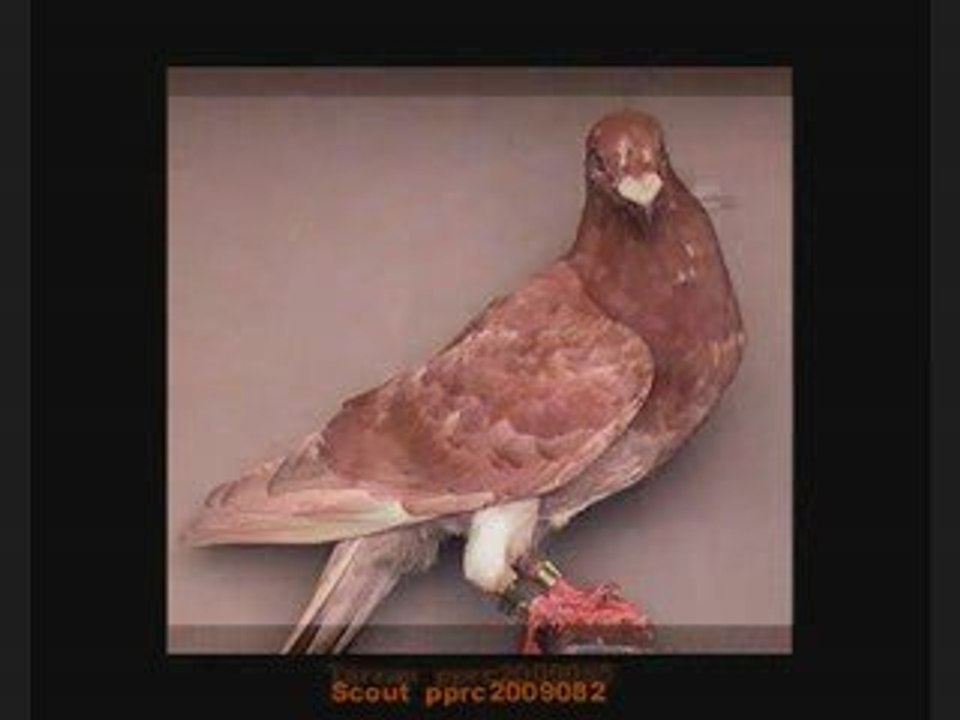 Pigeon Pal's Daily Racing Club 73-30 Bird  Race