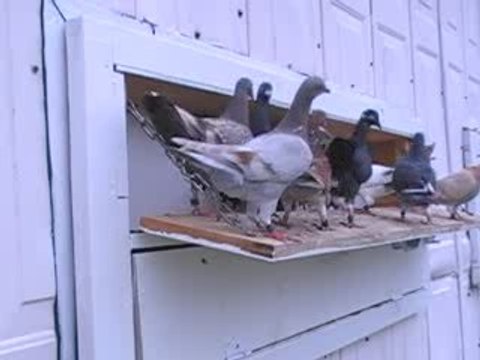 Pigeon Pal's Daily Racing Club 76 Still Nasty Out