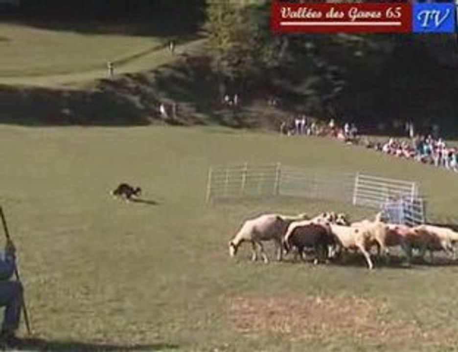 Jean-François Calmet, moniteur de chiens de bergers