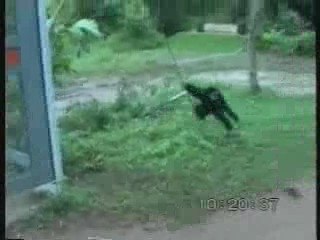 chien vs un singe humour