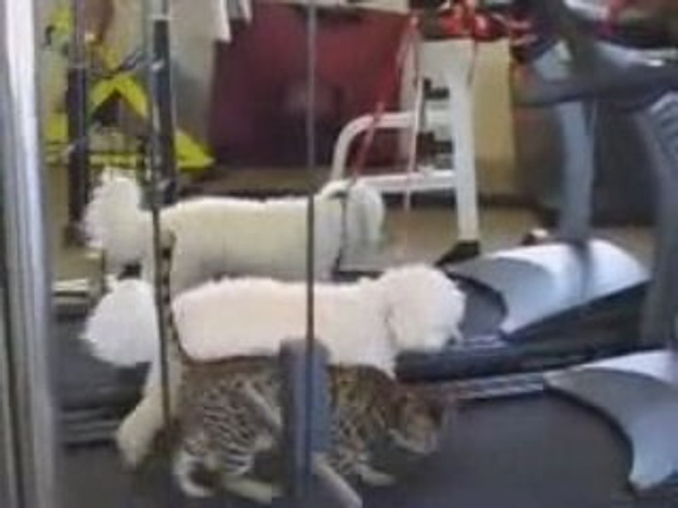 Un chien et un chat qui s'entrainent ! humour