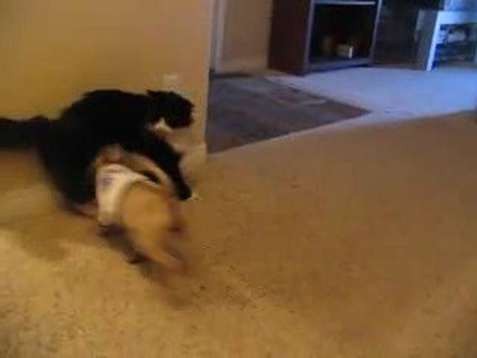 Chat vs chien humour