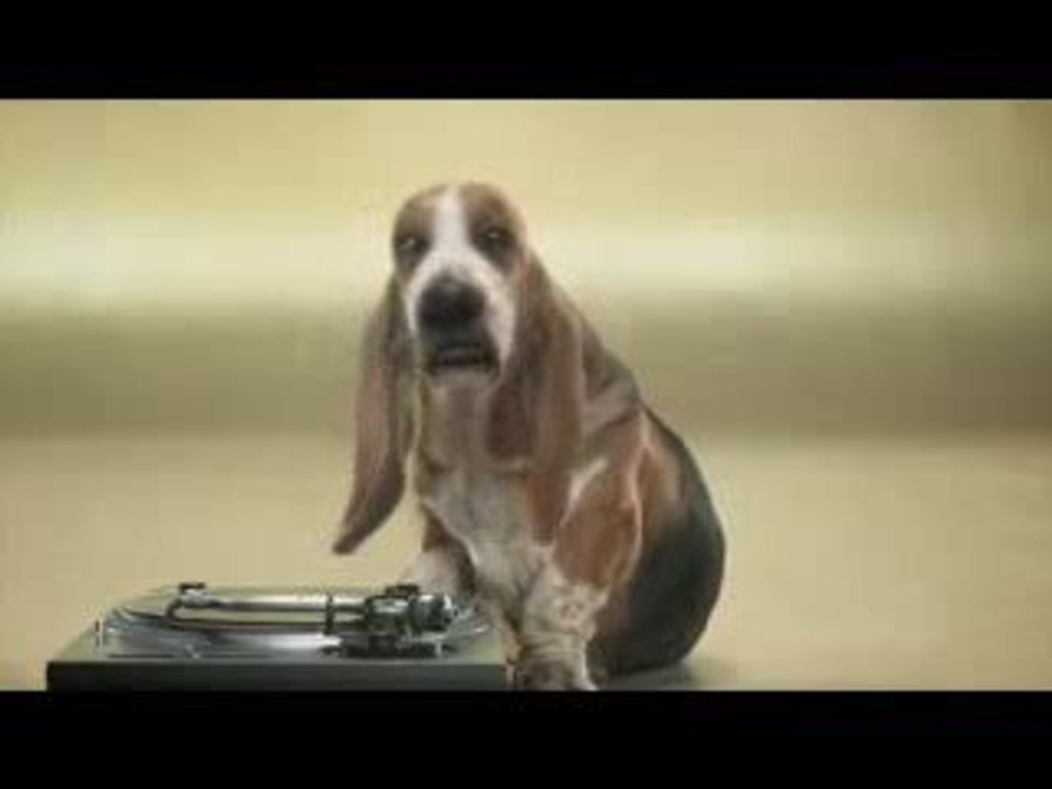 un Chien qui fait du beatbox humour !!