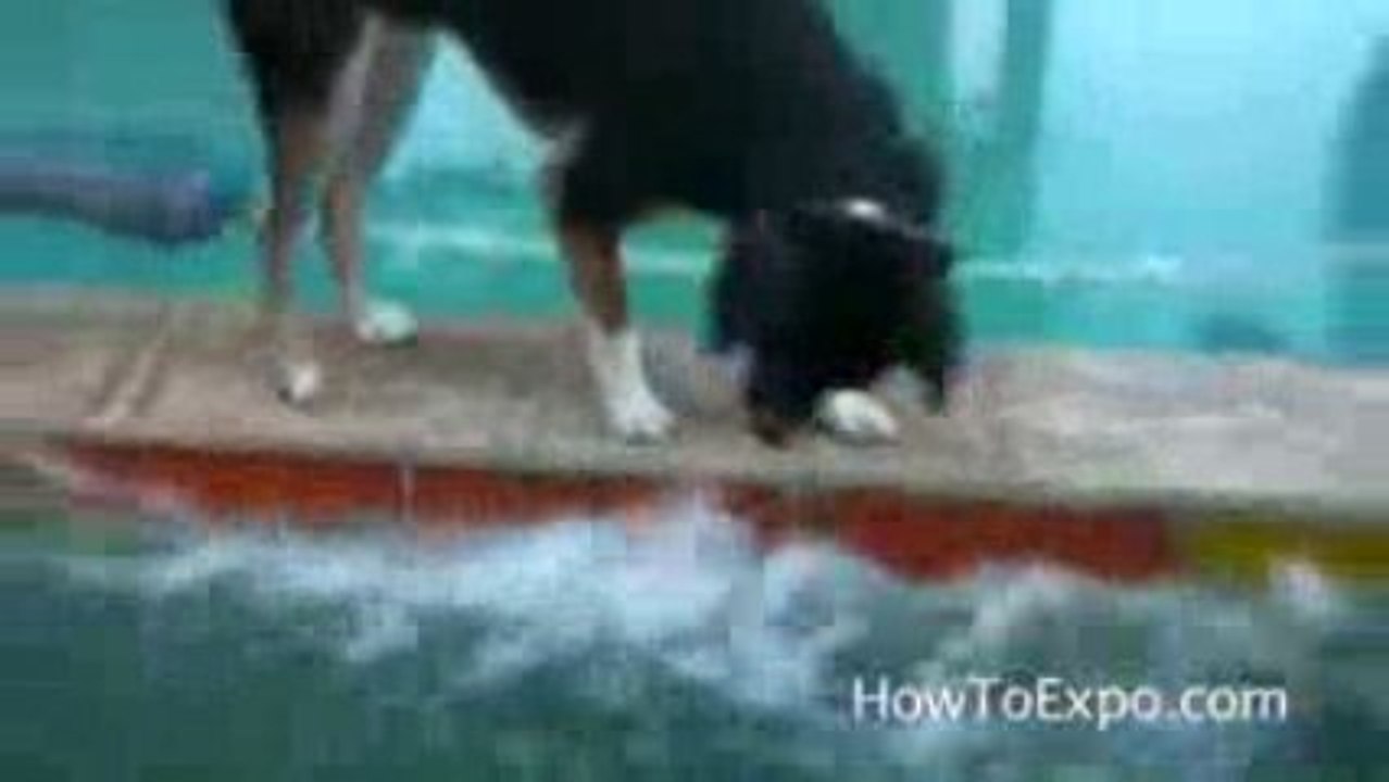 Un chien qui s'amuse avec l'eau , humour