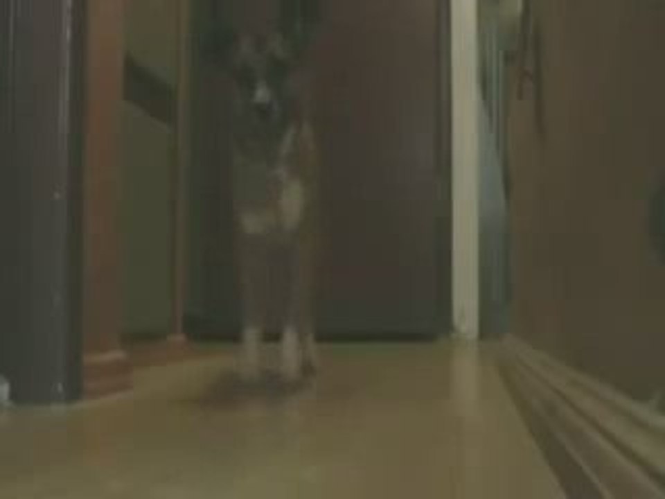 un chien qui danse , humour