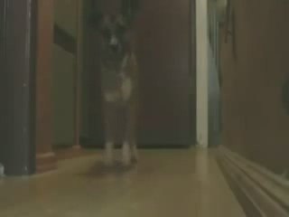 un chien qui danse , humour